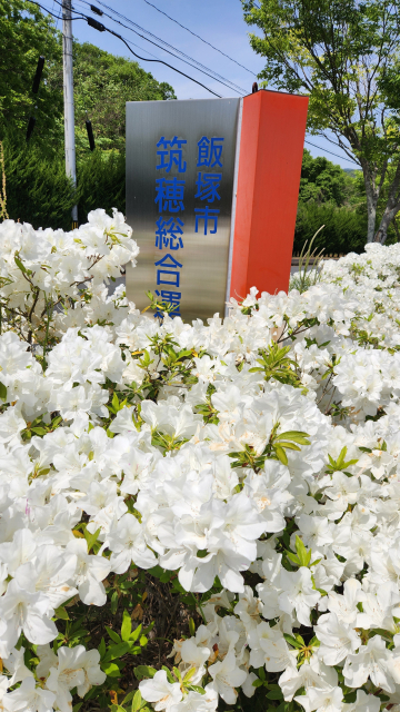 音香’s畑♪ 飯塚市大分 筑穂野球場 8 byおかずばたけ