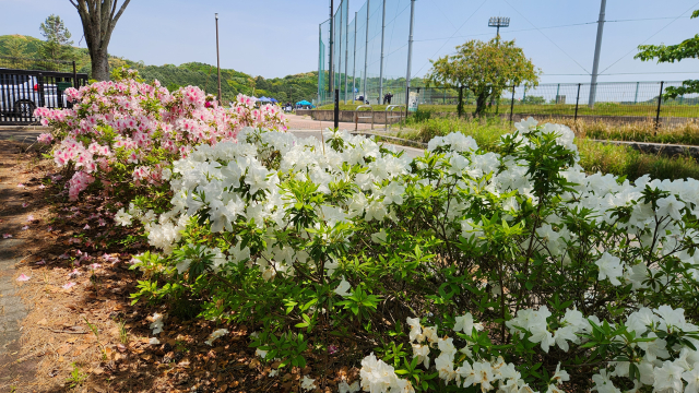 音香’s畑♪ 飯塚市大分 筑穂野球場 10 byおかずばたけ